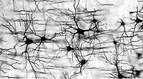 Neurons 