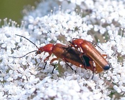 Rhagonycha fulva-DSC_1565