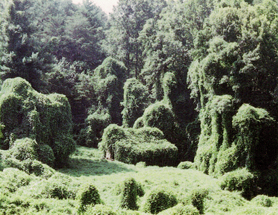 kudzu.jpg