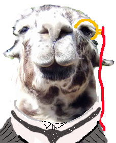 eton llama.jpg