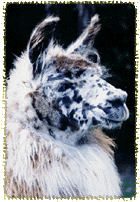 llama-1.gif