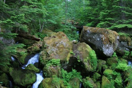 Washington rain forest.jpg