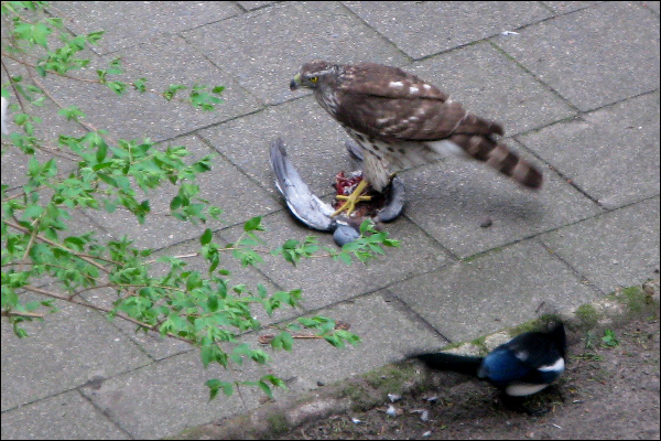 pigeonmagpiehawk.jpg