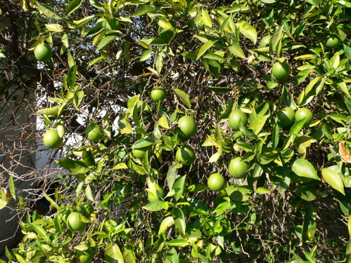 103007limes.jpg