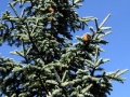 Abies magnifica 8016t.jpg