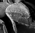 Scanning electron microscope picture of ant head.