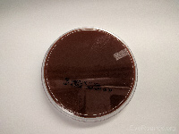 Chocolate agar 