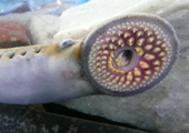 Sea Lamprey Mouth