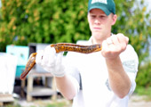 Rope Tissue Visible on Male Sea Lamprey