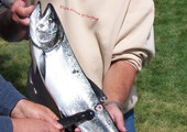 Salmon with Sea Lamprey Attached