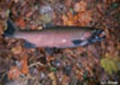 Coho Salmon