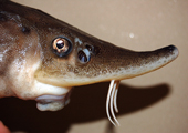 Lake Sturgeon Mouth