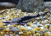 Baby sturgeon