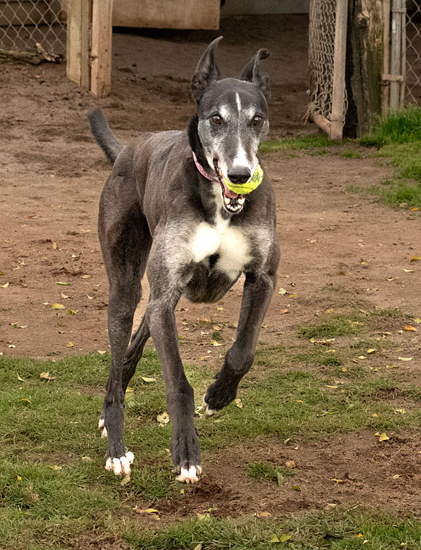 Photo of adorable Greyhound named Buddy