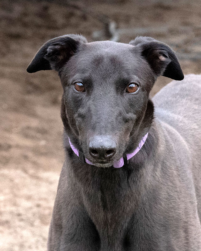 Image of cute greyhound dog, Dexter.