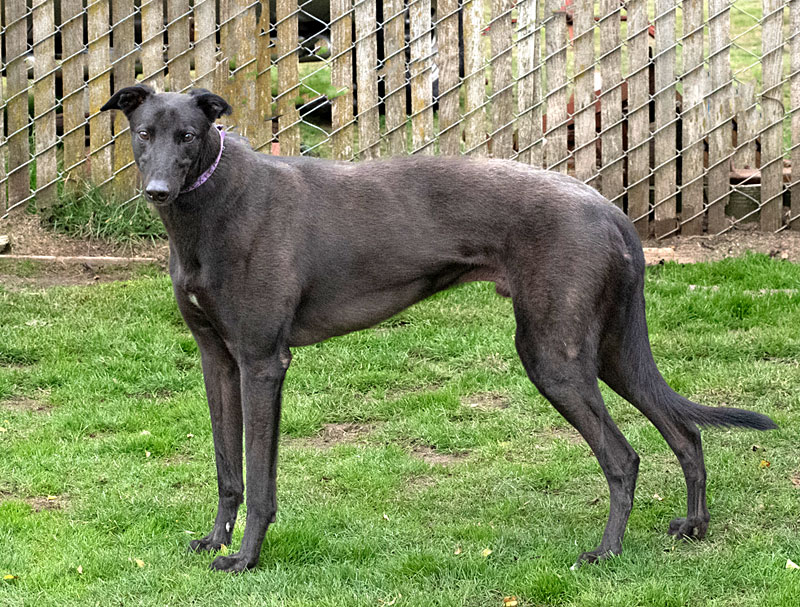 Photo of adorable Greyhound named Dexter