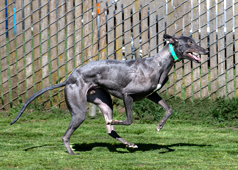 Photo of adorable Greyhound named Eddie