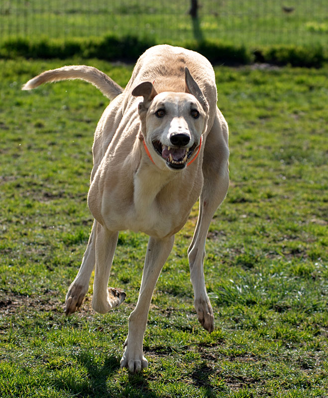 Photo of adorable Greyhound named Harry