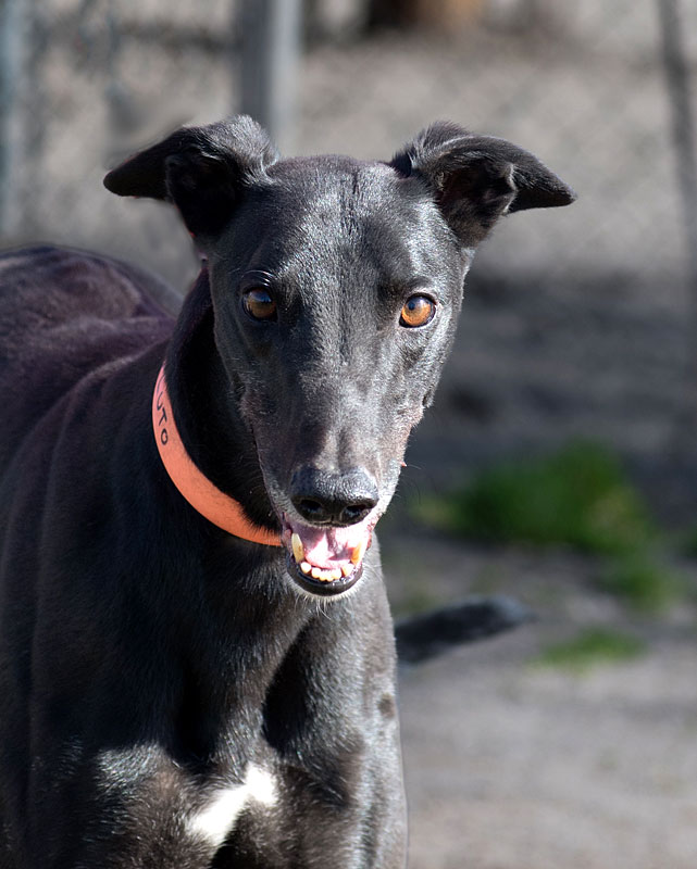 Photo of adorable Greyhound named Pluto