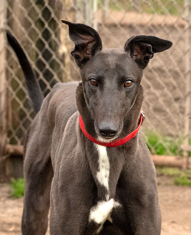 Image of gorgeous greyhound, Rex.