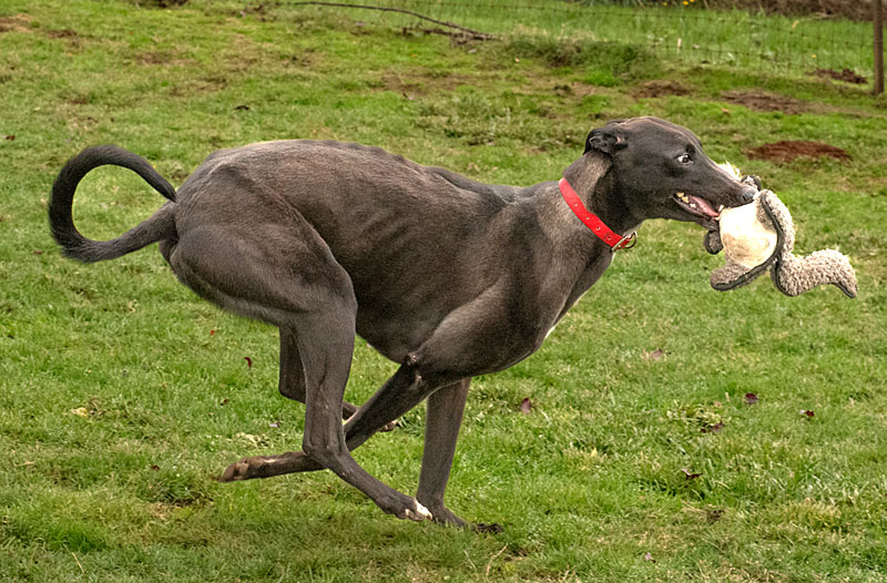 Photo of adorable Greyhound named Rex