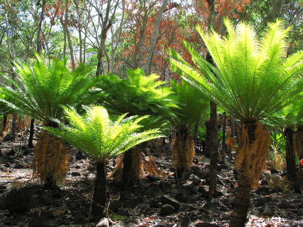 Cycadaceae Cycas media