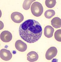 Eosinophil