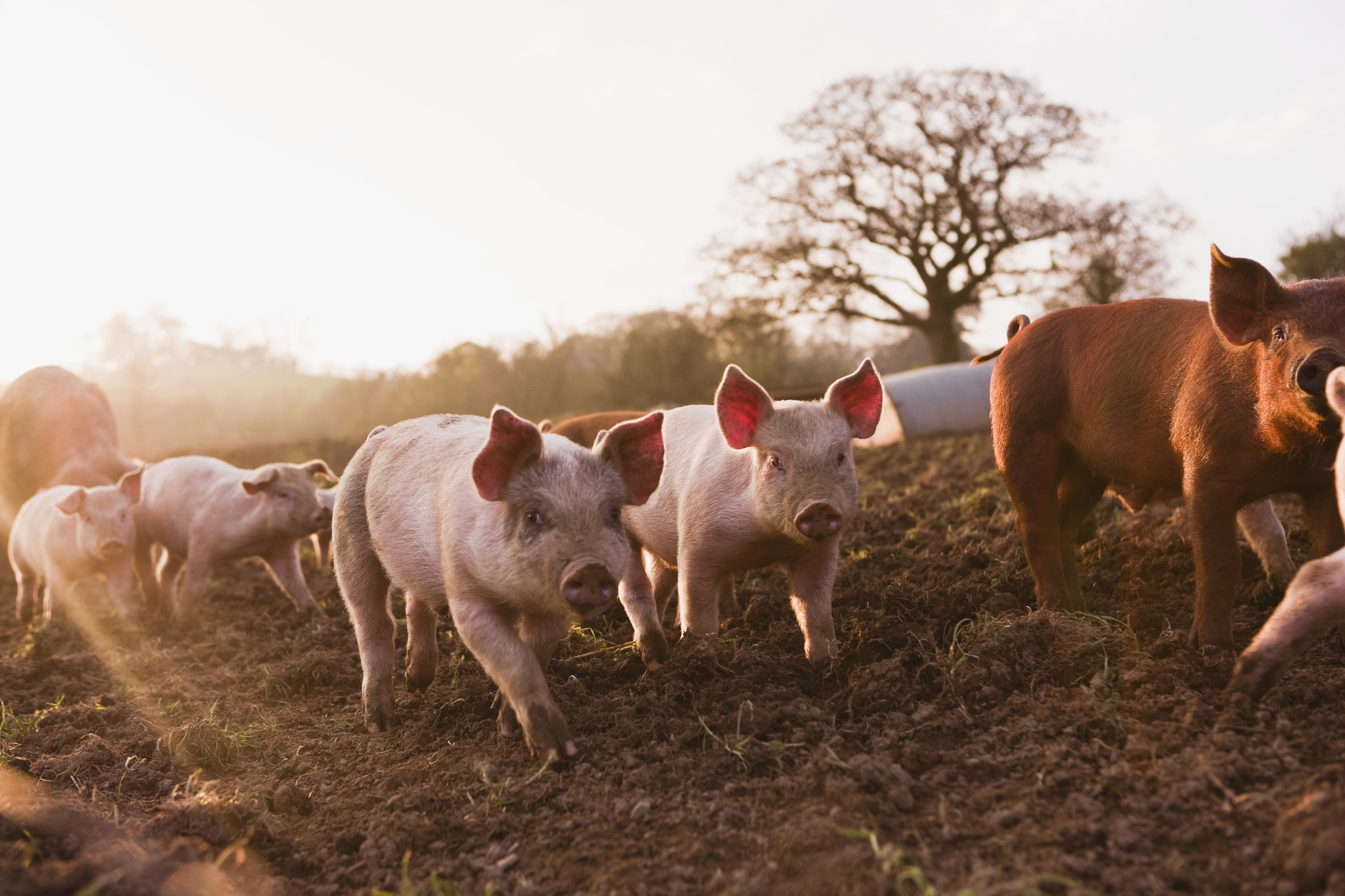 Several pigs running through a muddy field with the sun shining behind them