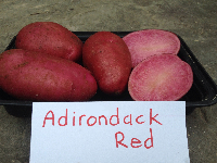 Adirondack Red