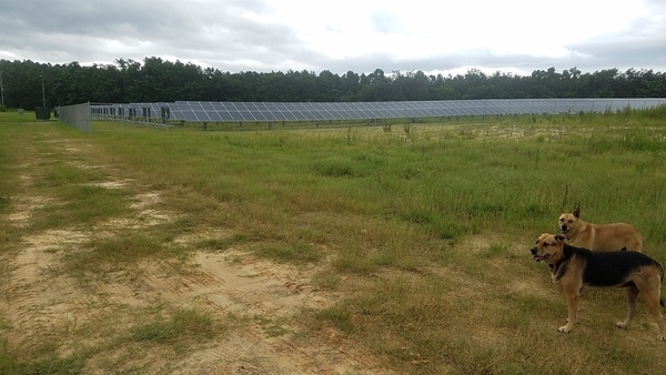 Solar panels with reference dogs