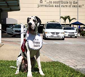 Bo, a therapy dog at Moffitt.