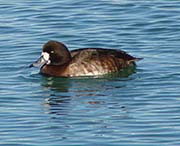 Picture/image of Lesser Scaup