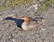 Picture/image of Common Merganser