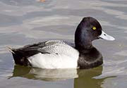 Picture/image of Lesser Scaup