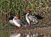 Picture/image of Common Merganser