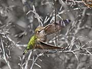 Calliope Hummingbird