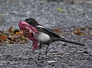 Picture/image of Black-billed Magpie