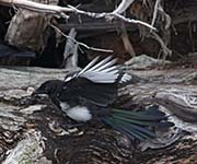 Picture/image of Black-billed Magpie