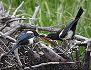 Picture/image of Black-billed Magpie