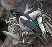 Picture/image of Black-billed Magpie