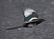 Picture/image of Black-billed Magpie