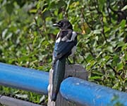 Picture/image of Black-billed Magpie