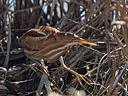 Picture/image of Least Bittern