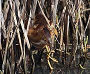 Picture/image of Least Bittern