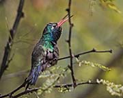 Broad-billed Hummingbird