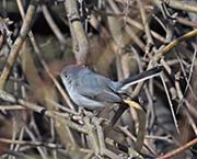 Blue-gray Gnatcatcher