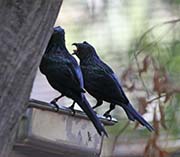 Picture/image of Metallic Starling