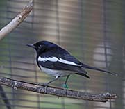 Oriental Magpie-Robin