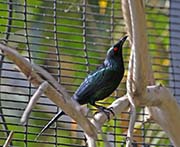 Picture/image of Metallic Starling