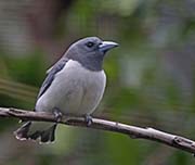 White-breasted Woodswallow